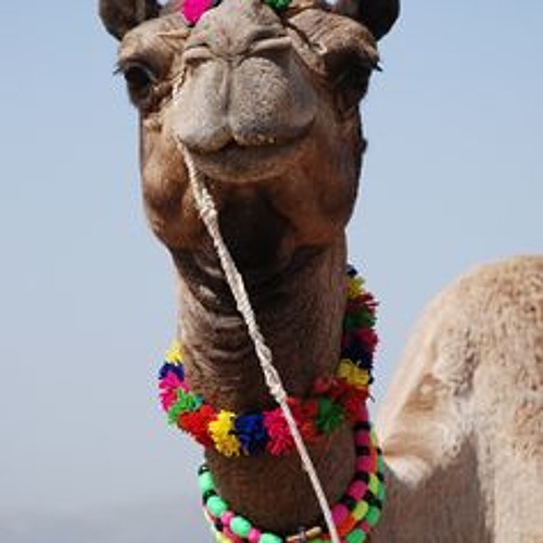 Charodey Jeddy Aka Vobr - Camel Walk