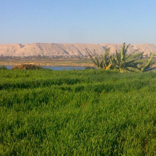 السيرة الهلالية قصة الشهباء فرس دياب بن غانم - الشيخ جابر أبو حسين