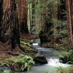 Chant d'un ruisseau, pour violon (2015)