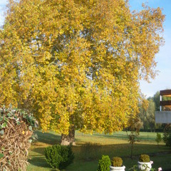 We Have All The Time in the world  (louis armstrong cover)solo