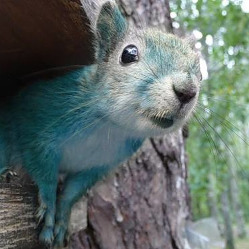 Leliana Secrets ความล บของล เล ยน า By Identity Key