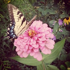 Victoria - Butterfly