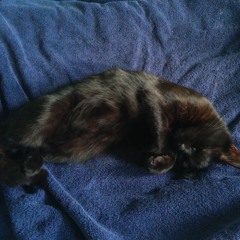 Purring [DIY stethoscope mic test]