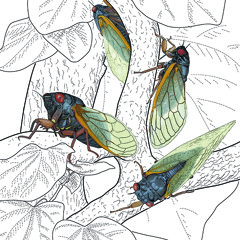 Song To The Cicadas
