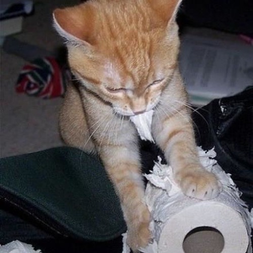 Clitty Litter