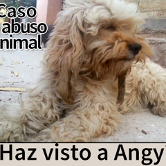 se les hizo facil ir a tirar a los perros