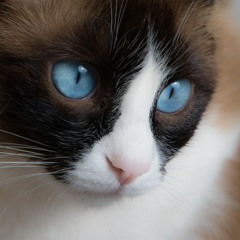 Iris (acoustic cover)