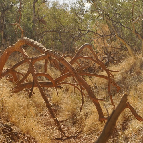 River Red Gum Forest In The Outback