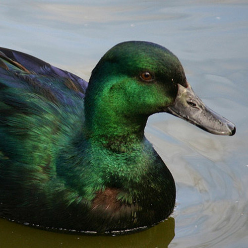 The Green Duck for Piccolo solo