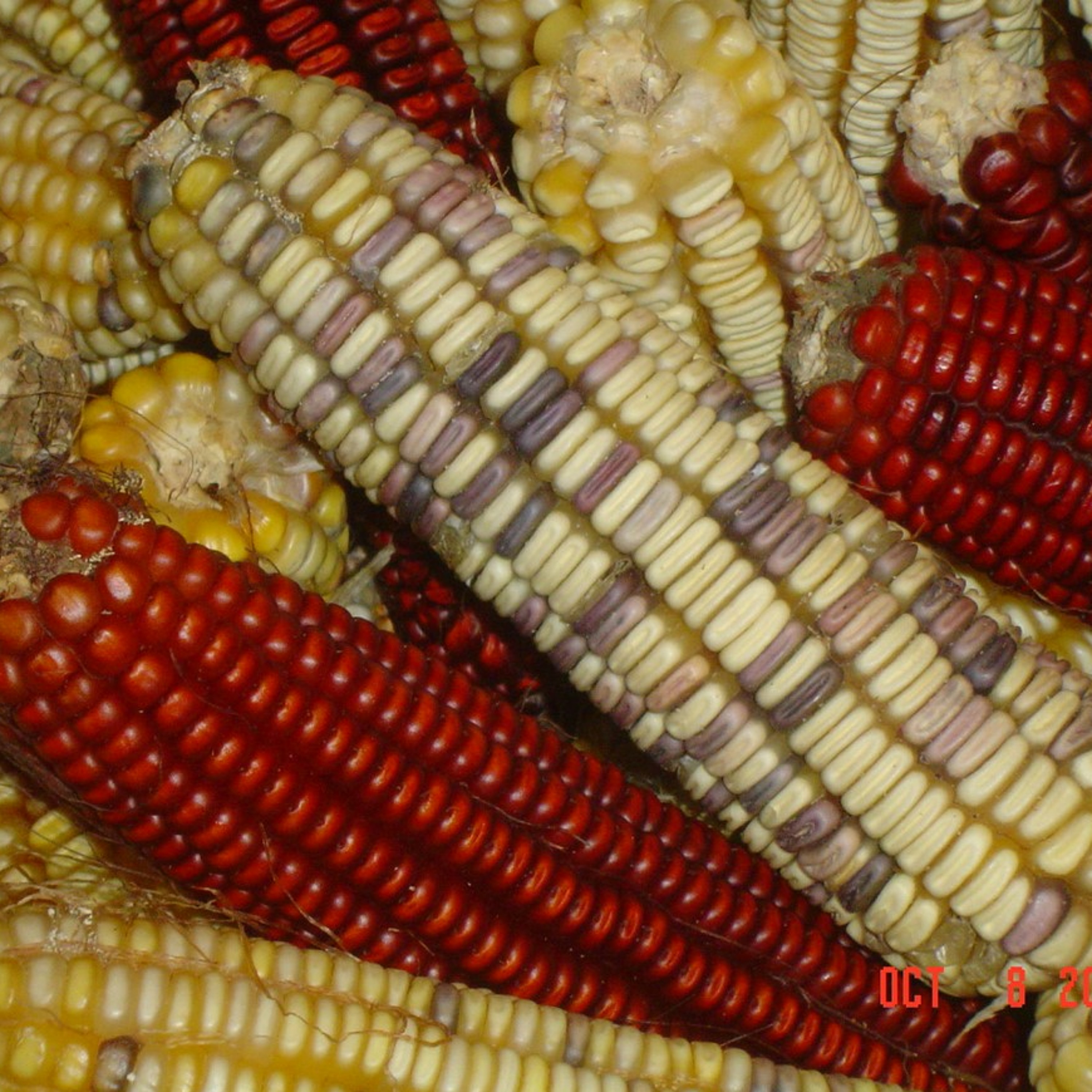 Seed Story Broadcasts