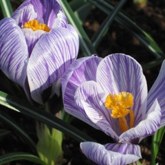 Chasing Cars (String Trio)