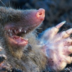 Chris Mole - Irreversibel (Free Download)