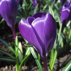 All Of Me (Violin, Piano)