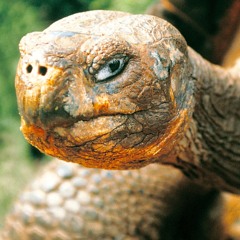 Funky Tortoise