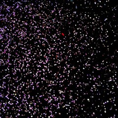 Warren Burt - Berries (2011)