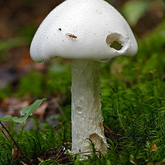 Oppdagelsen av hvit fluesopp