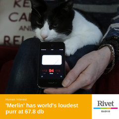 Merlin has world's loudest purr