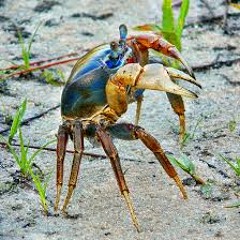 The Sideways Scuttle - 2nd Demo Mix