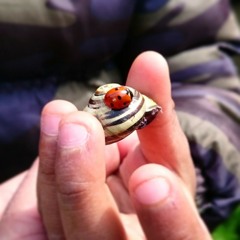 Mariehønen Evigglad - Get Back Session