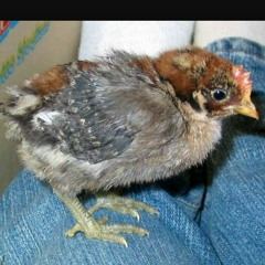 That's my chic ft King Marley