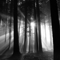 Sun Thru The Trees