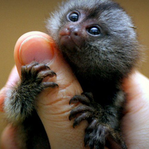 LITTLE TINY MONKEY