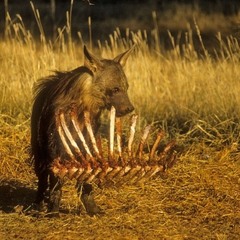 "30 Minute Ribs" Maxx Brown x Upgrade x Al Boges