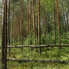 Нинака - Березка