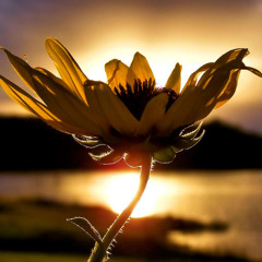 Intriguing Uplifting Music