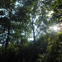Sun behind the leaves