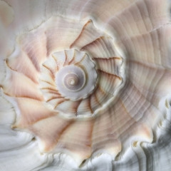 Snails Pace