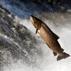 Adam Grinder - Salmon (Version 1. Preview)