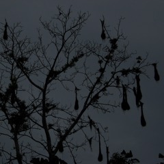 Otorongo And Tahuayo - Track 2 of 2