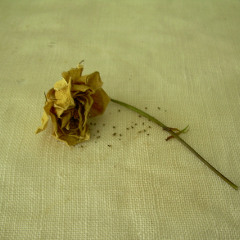 Reynaldo Hahn: Fleur Fanée