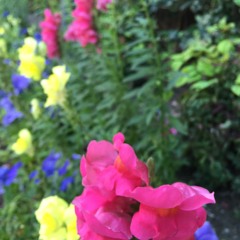 Golden Rule (prod.by shh)