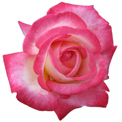 Breakfast Bolshoi - Foam Sweetener