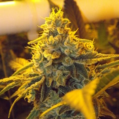 Christopher Lawrence - Live at Electric Daisy Carnival (Las Vegas)-SAT-06-24-2011