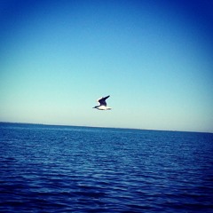 Inverted Waterfall - A Pelagic Bird