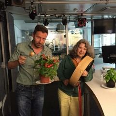 10.06.2015 Tomaten ernten ohne Aua