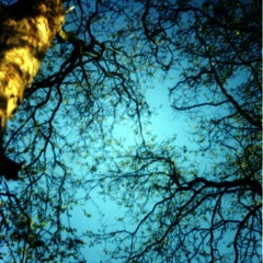 The Witch Of The Rosewood