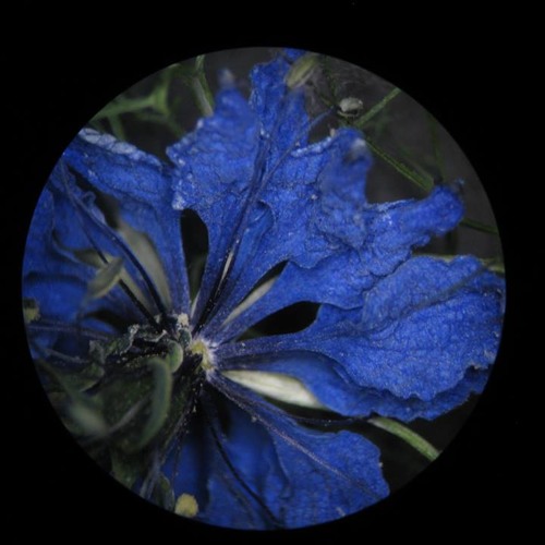 Wildflower