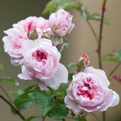 ياعزنا by Suheir Raouf