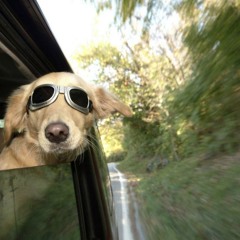 dog in a helicopter