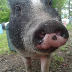 Great Great Plains - mean waves