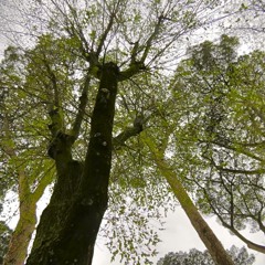 The Gnarled Root