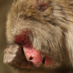Sad Monkey (For Amanda)