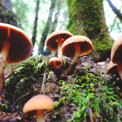 Like Real People Do (Hozier Cover)