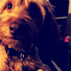 I Promised A Dog (Auto - Pilot)