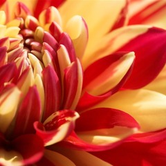 Deeper Shades - Crysanthème (Original Mix)