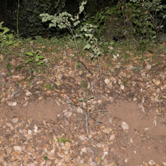 150609 MBCamelCrickets